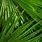 Palm Tree Leaf Wallpaper