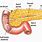 Pancreas System