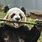 Panda Bear Bamboo