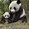 Panda Mom and Baby
