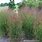Panicum Shenandoah Grass