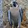 Paragon Falcon Bird