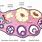 Parts of Ovary