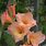 Peach Gladiolus Flower