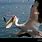 Pelican Fish Game