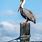 Pelican On Piling