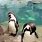 Penguins at Zoo