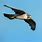 Peregrine Falcon Flight