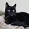 Persian Siamese Cat Black