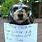 Pet Shaming