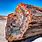 Petrified Wood Forest