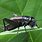 Photo of Cricket Insect