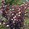 Physocarpus Opulifolius Diabolo