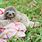 Pics of Baby Sloth