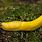 Picture Banana Slug