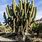 Picture of Cactus Tree