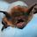Picture of Little Brown Bat