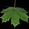 Picture of Maple Leaf