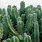 Picture of a Cactus Plant
