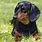 Picture of a Dachshund Dog