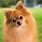 Picture of a Pomeranian Dog