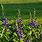 Pictures of Baptisia Plant