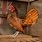 Pictures of Chicken Breeds