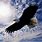 Pictures of Eagles Soaring