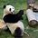 Pictures of Giant Pandas