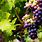 Pictures of Grapes Images