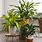 Pictures of House Plants