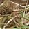 Pictures of the Wolf Spider