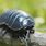 Pill Bug Habitat