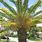 Pineapple Palm Tree