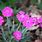 Pink's Flowers Dianthus