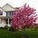 Pink Crab Apple Tree