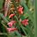 Pink Crocosmia