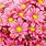 Pink Daisies Background