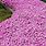 Pink Ground Cover Plants