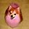 Pink Pomeranian Dog