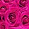 Pink Rose iPhone Wallpaper