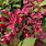 Pink Weigela Bush