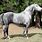 Pinto Gray Morgan Horse