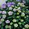Plant Hydrangea Macrophylla