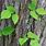 Poison Oak Ivy Plant