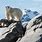 Polar Bear On Glacier