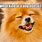 Pomeranian Dog Meme
