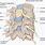 Posterior Lumbar Spine Anatomy