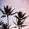 Preppy Palm Tree Wallpaper