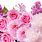 Pretty Rose Backgrounds